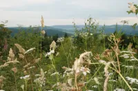 Eine Waldwiese im Sauerland / Bildquelle: Spaness