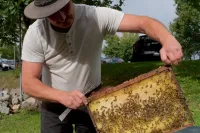 Bienenkontrolle bei der Imkerei Baumgarten